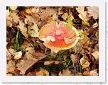 rando_191124_0000011_db * 1024 x 768 * (146KB)